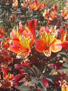 About Counselling. Monet Garden Flower